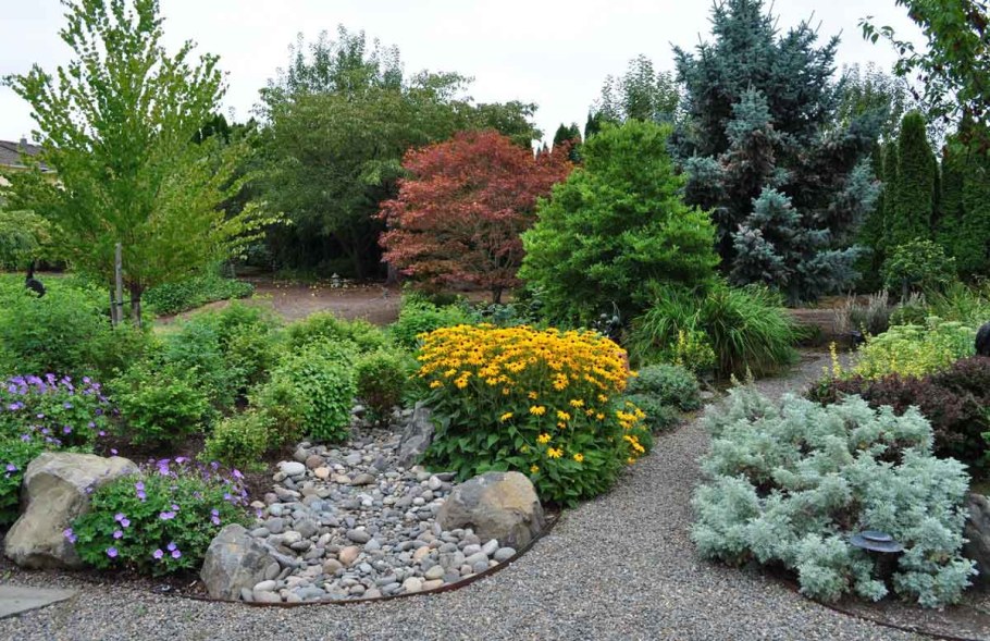 Гортензия и туя Даника