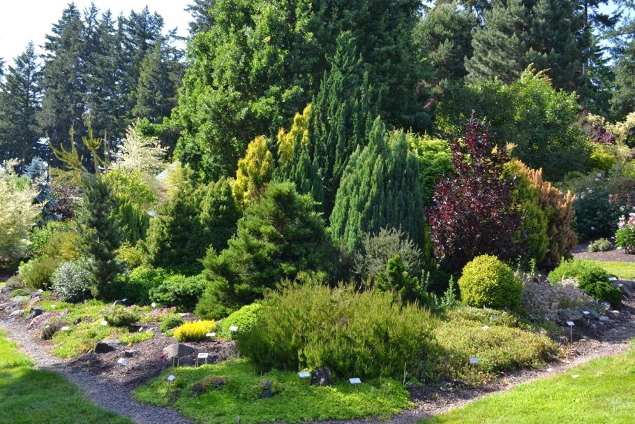 Можжевельник казацкий ниваки