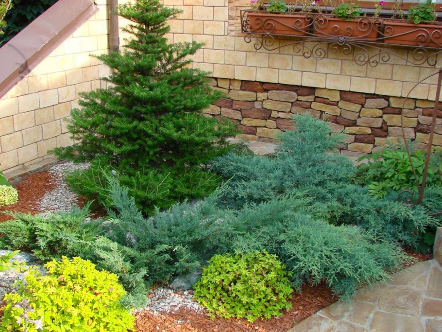 Миксбордер с лиственницей