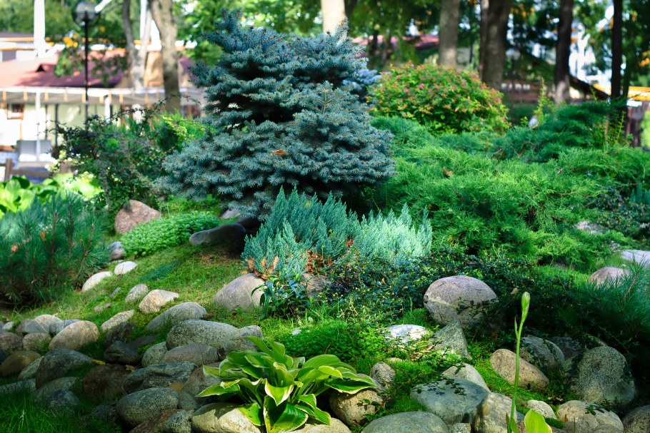 Хвойники в Лесном ландшафте