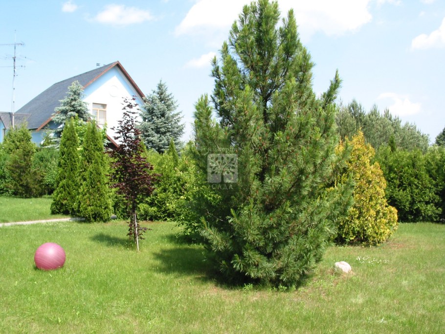 Кедровая сосна Сибирская в ландшафтном