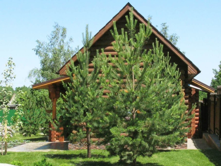 Сосны на участке