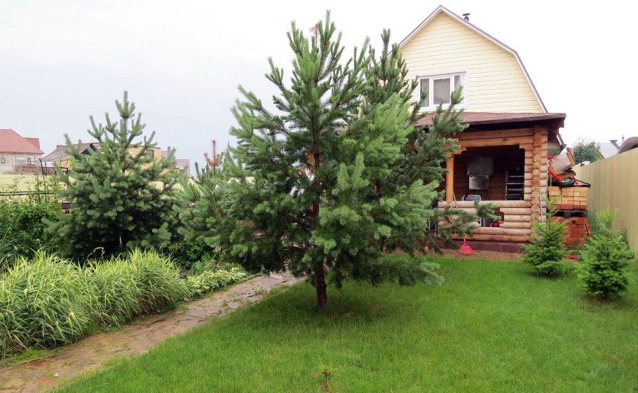Сосны на дачном участке