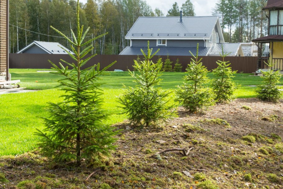 Пихта Сибирская крупномер ландшафт