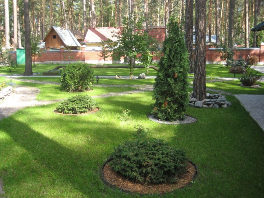 Ландшафт лесного участка с березами