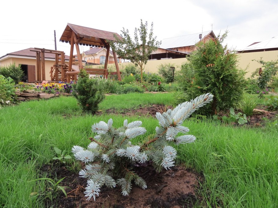 Миксбордер с Глаука Глобоза