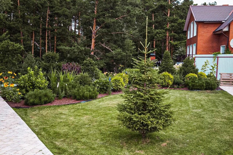 Хвойники ель обыкновенная