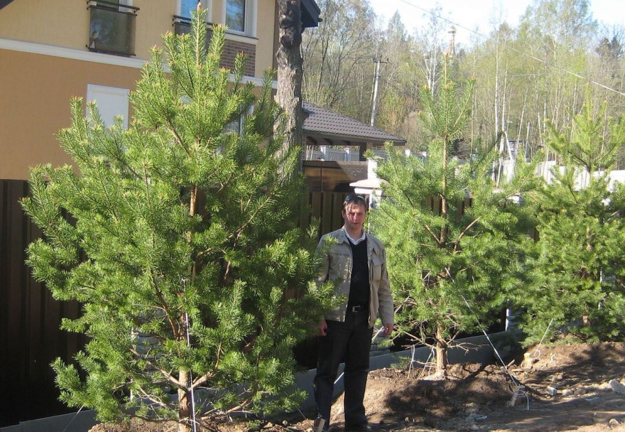 Ель на дачном участке