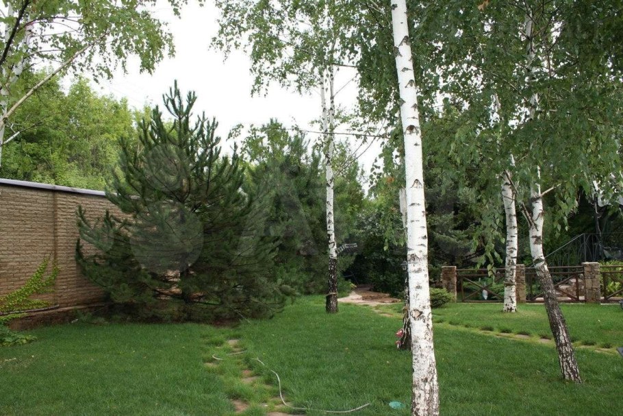 Березы на участке
