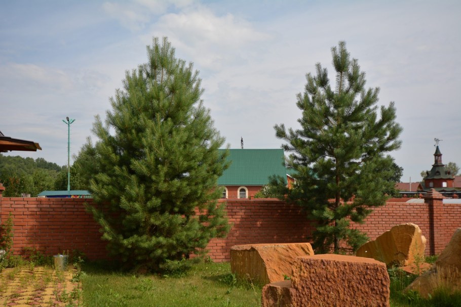 Сосна туя можжевельник