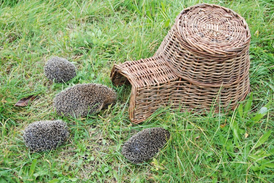 Домик для ежей