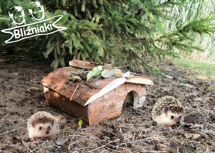 Домик для ежей