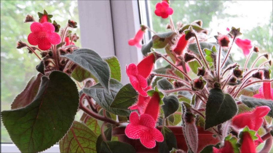 Калерия ампельная