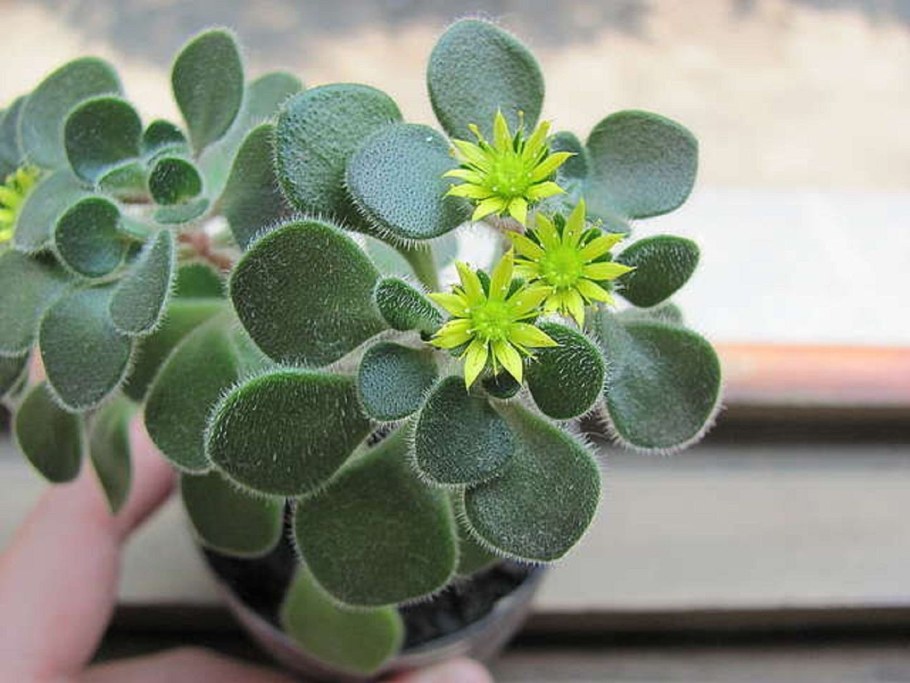 Аихризон суккулент