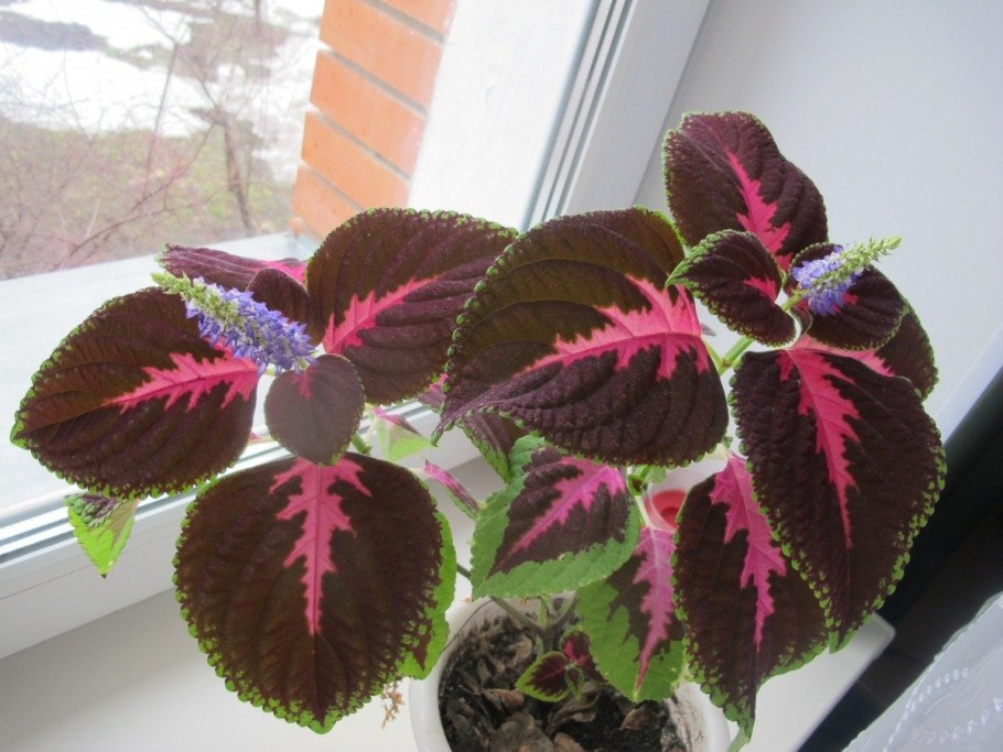 Алоказия платинум