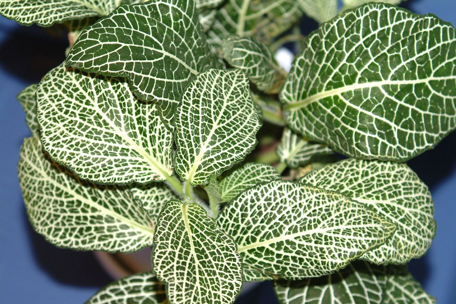 Альсобия гвоздикоцветковая