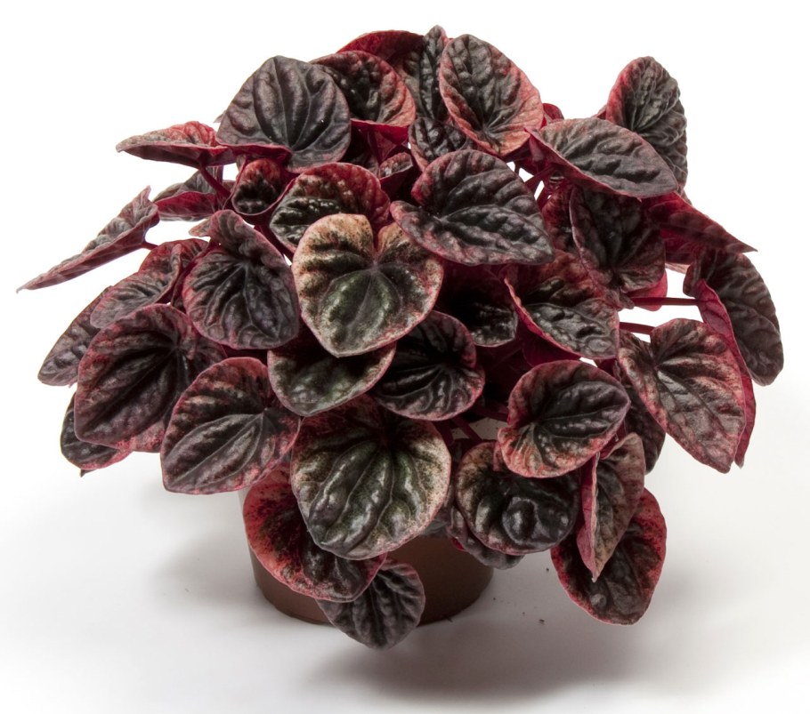 Фиттония красная