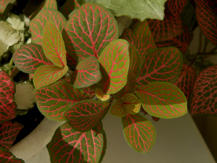 Алоказия Блэк вельвет