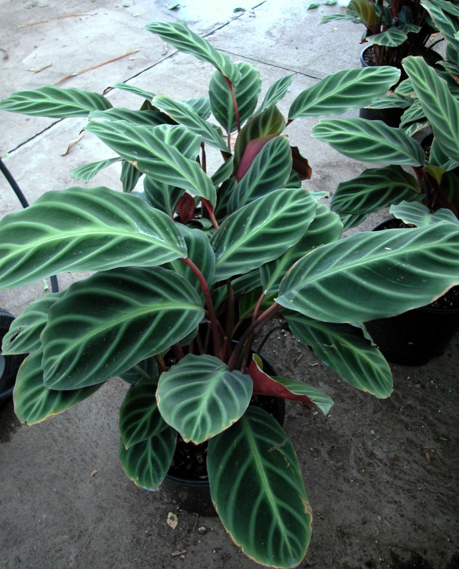 Эписция комнатное растение