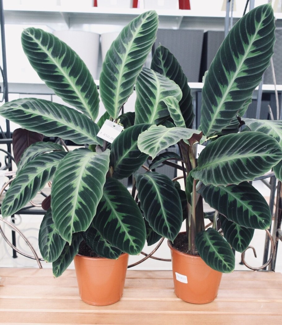 Колеус Блюма