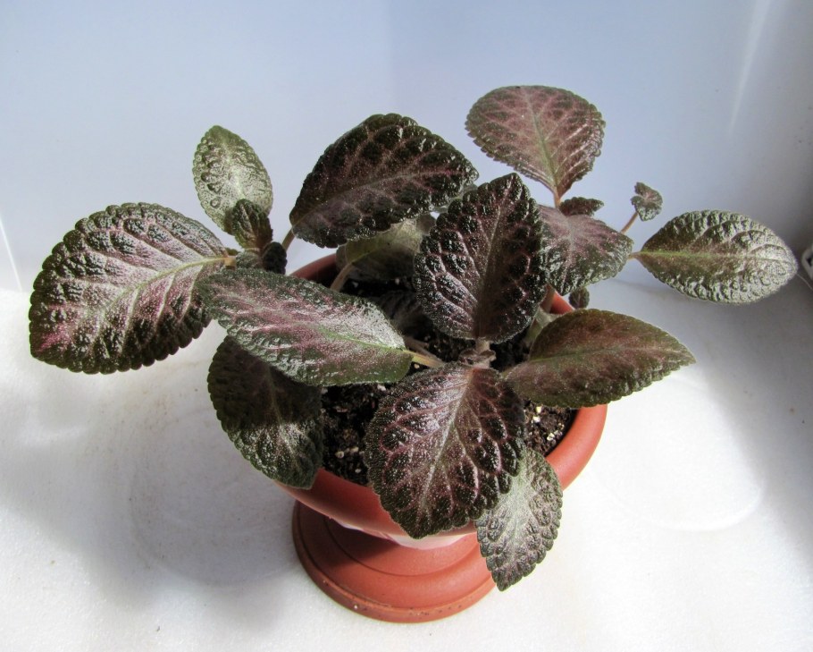 Эписция Пеперомия