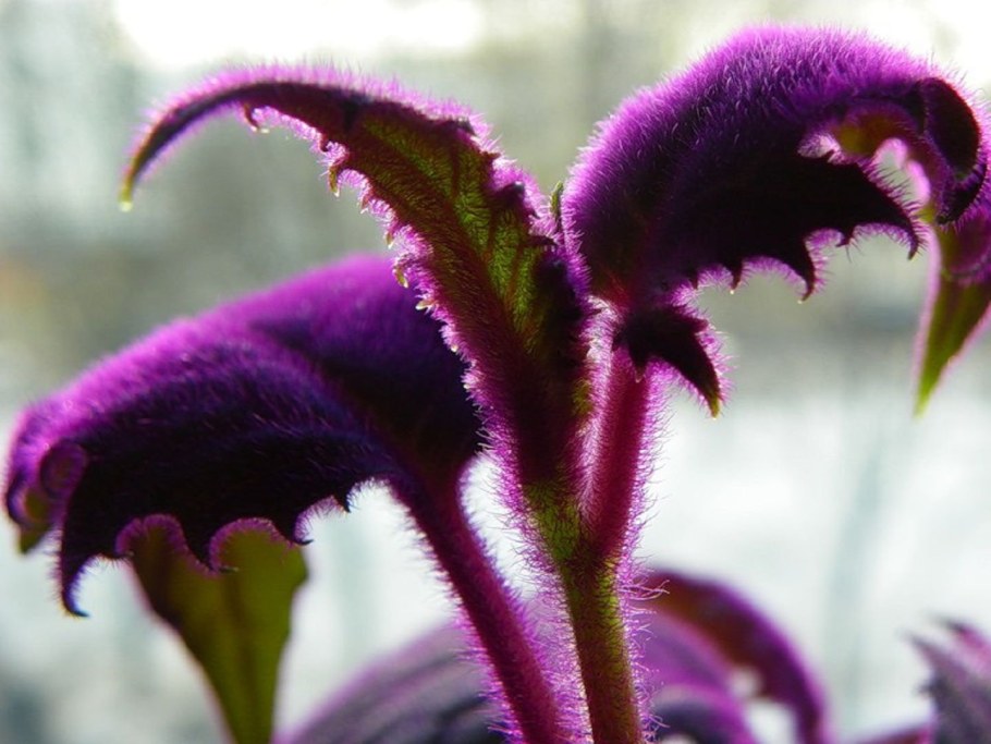 Пеперомия Сильвер