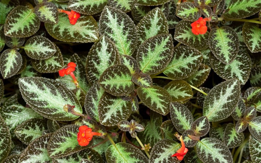 Эписция Degas