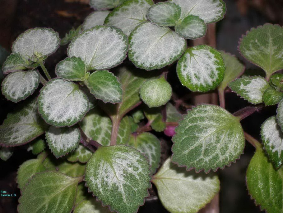 Чистец Сильвер карпет