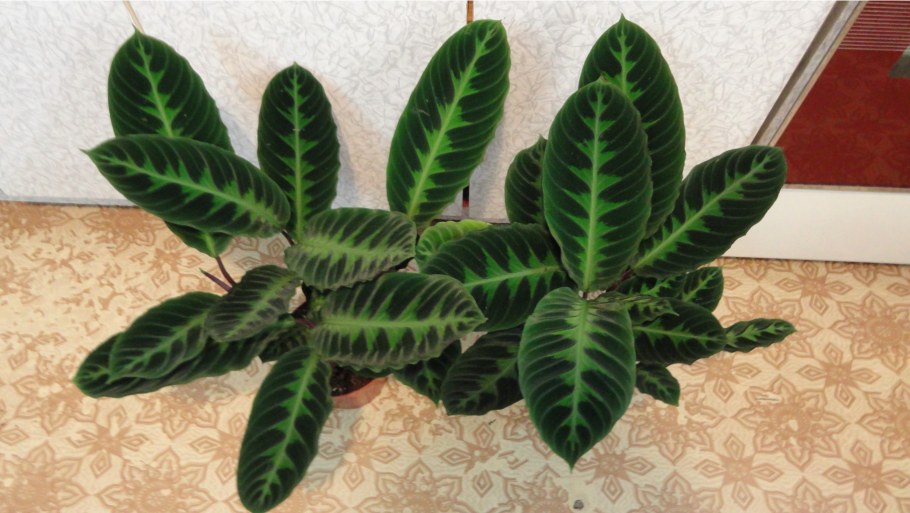 Калатея бархатная Варшевича