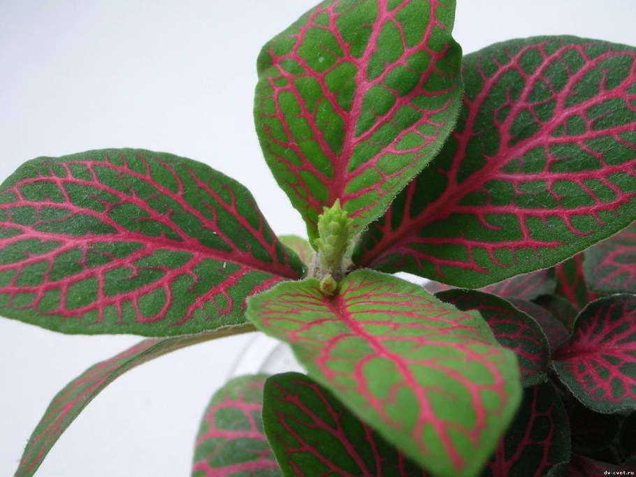 Калатея Варшевича