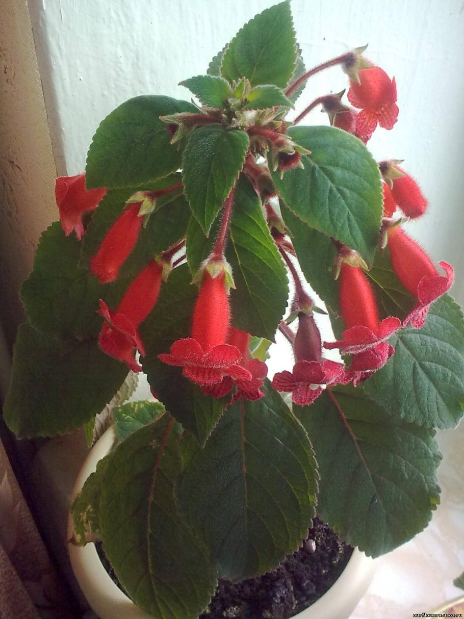 Чистец шерстистый