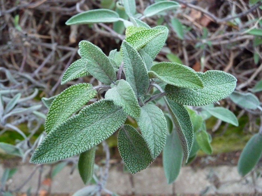 Эписция Golden embers