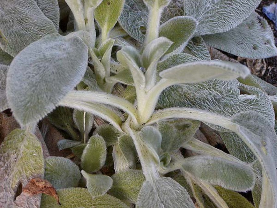 Смитианта корневище