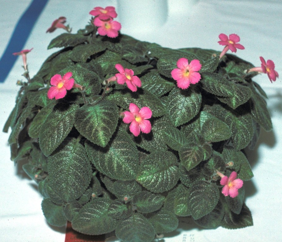 Колеус Крапивка