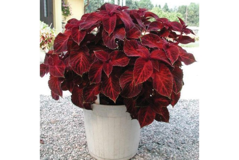 Традесканция гинура