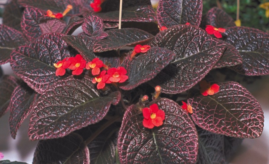 Гинура синяя птица