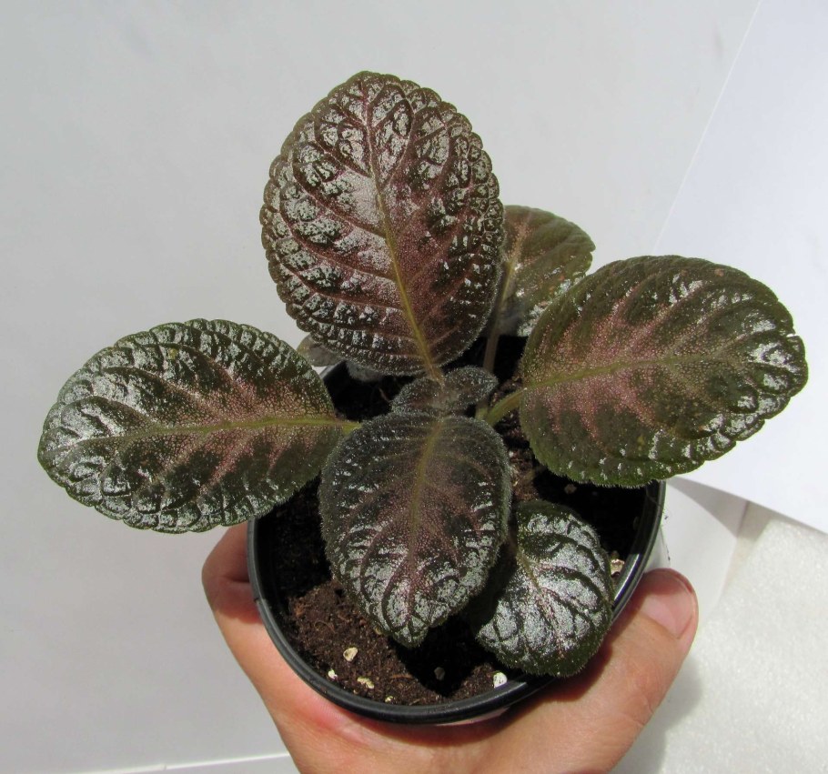 Эписция Blackfoot