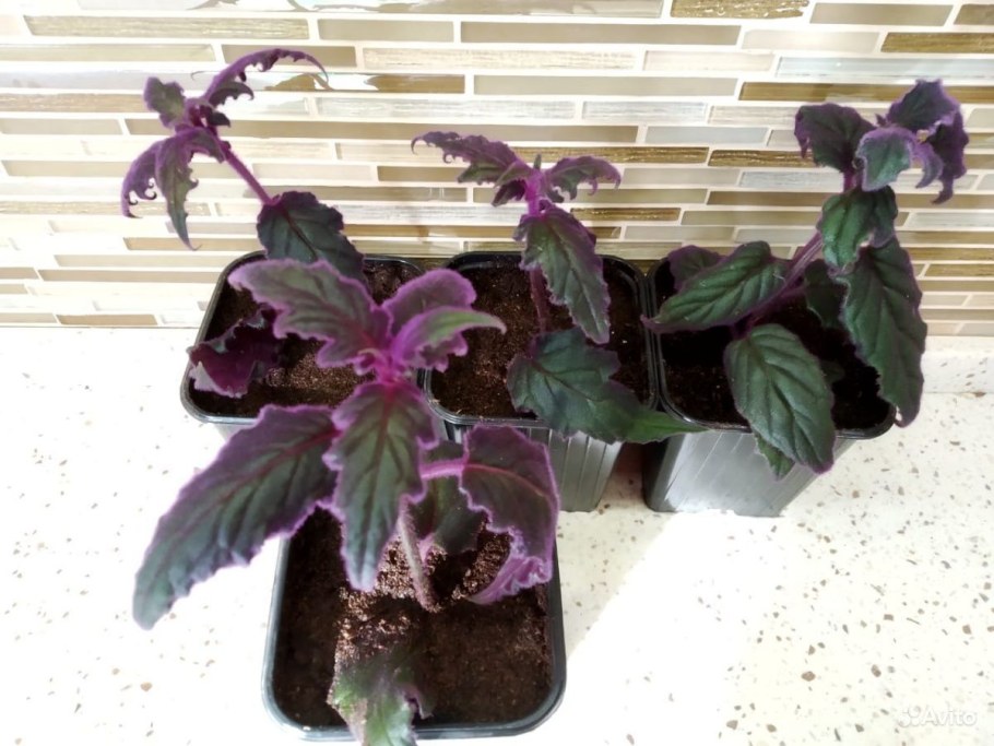 Цветок с фиолетовыми бархатными листьями