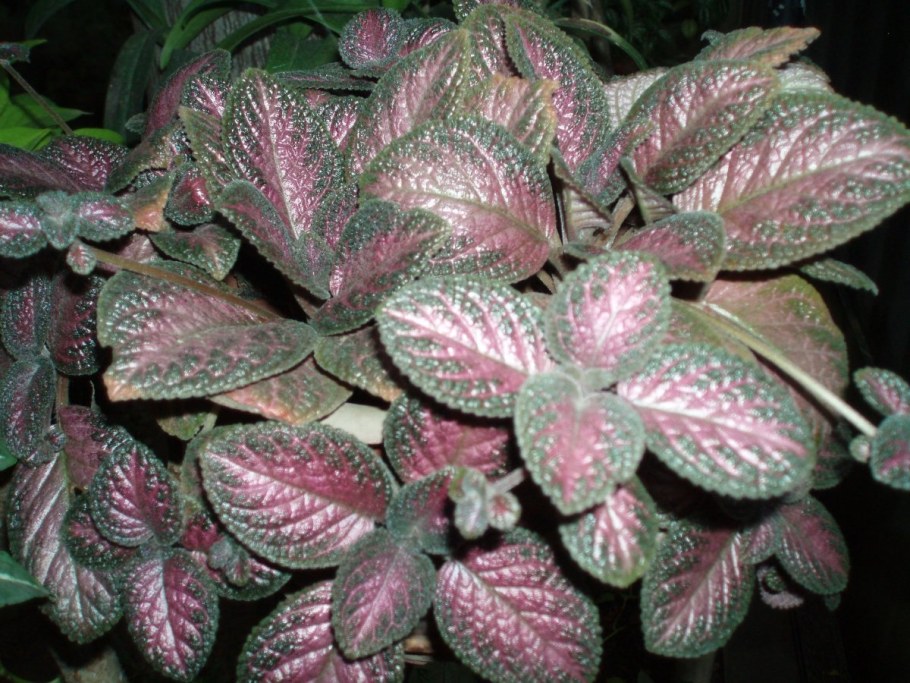 Гинура оксалис