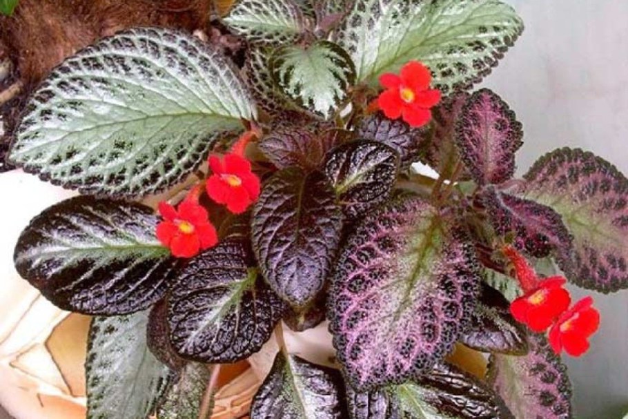 Эписция patience