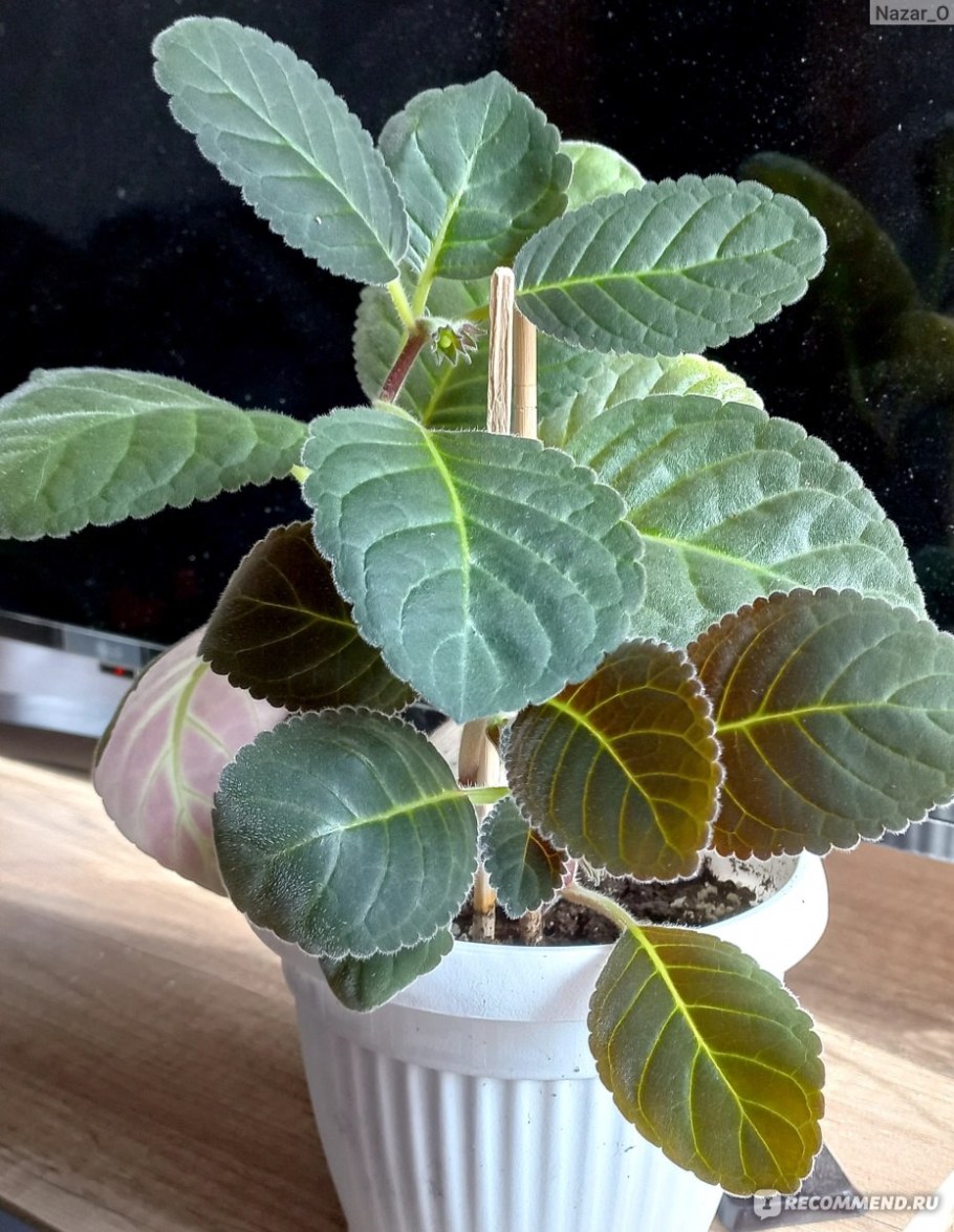 Колерия пушистоцветковая