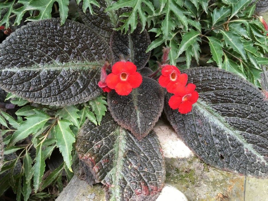 Эписция серебряное сияние