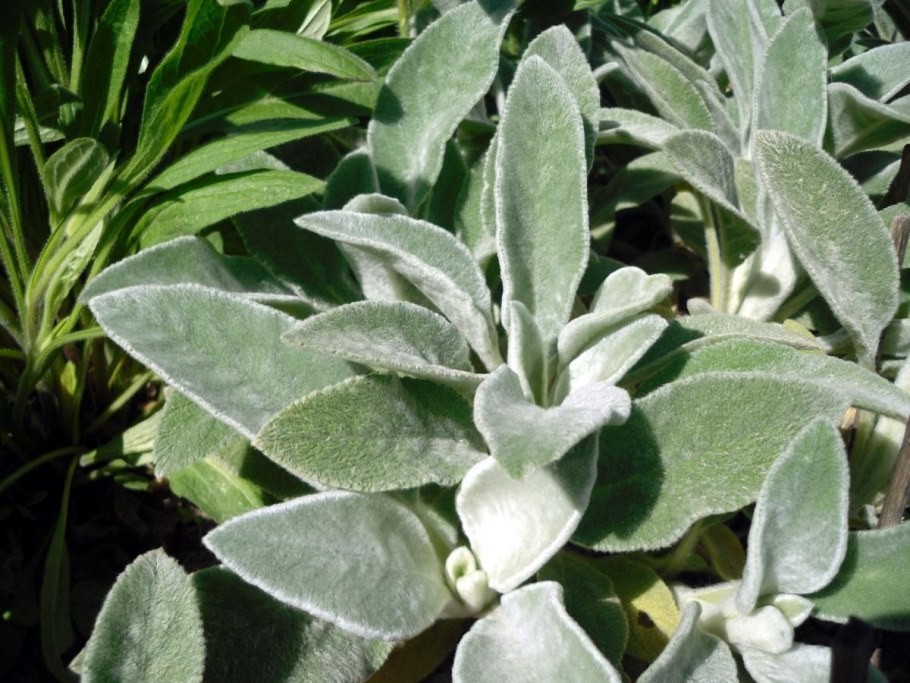 Чистец шерстистый овечьи ушки