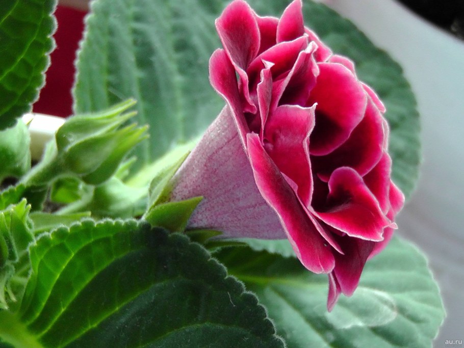 Fittonia Lime Mentha