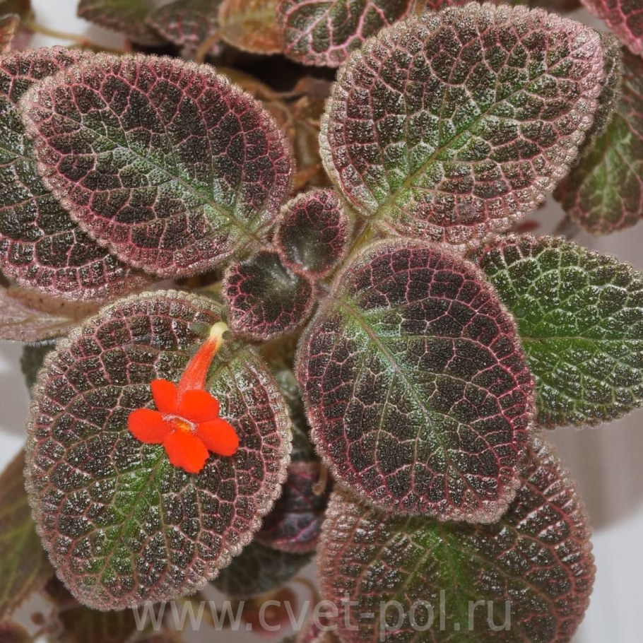 Эписция ампельная