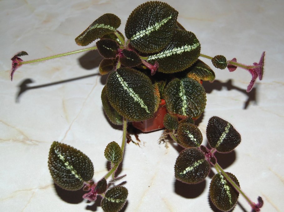 Эписция сорта