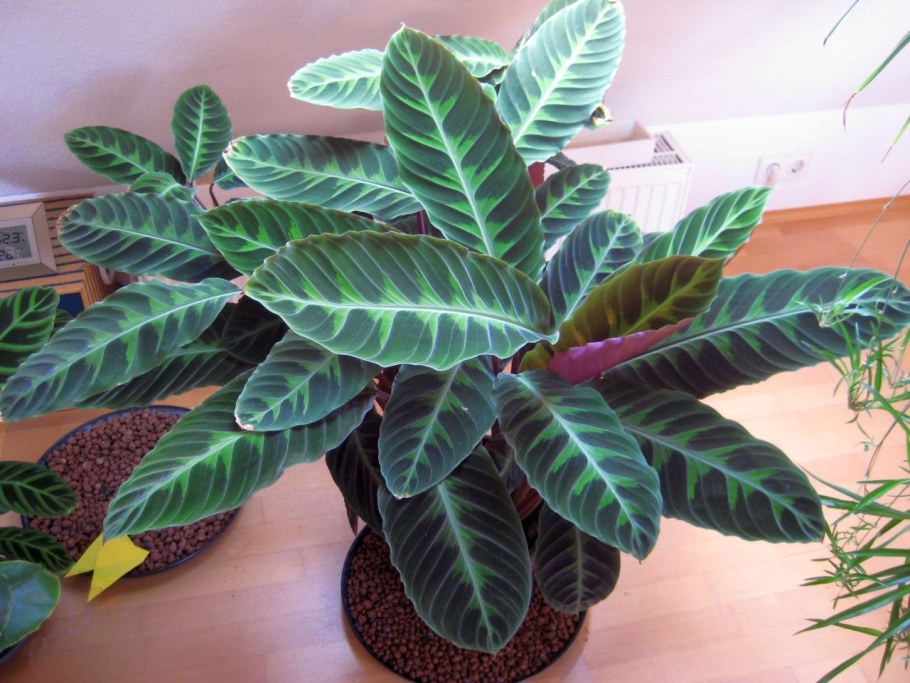 Калатея Элгерграсс