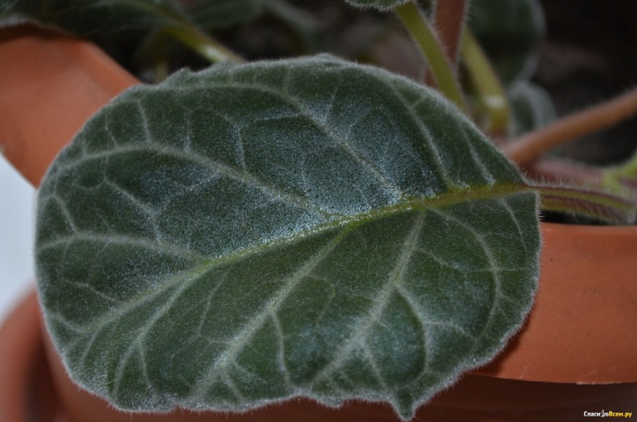 Цветок с мохнатыми листьями