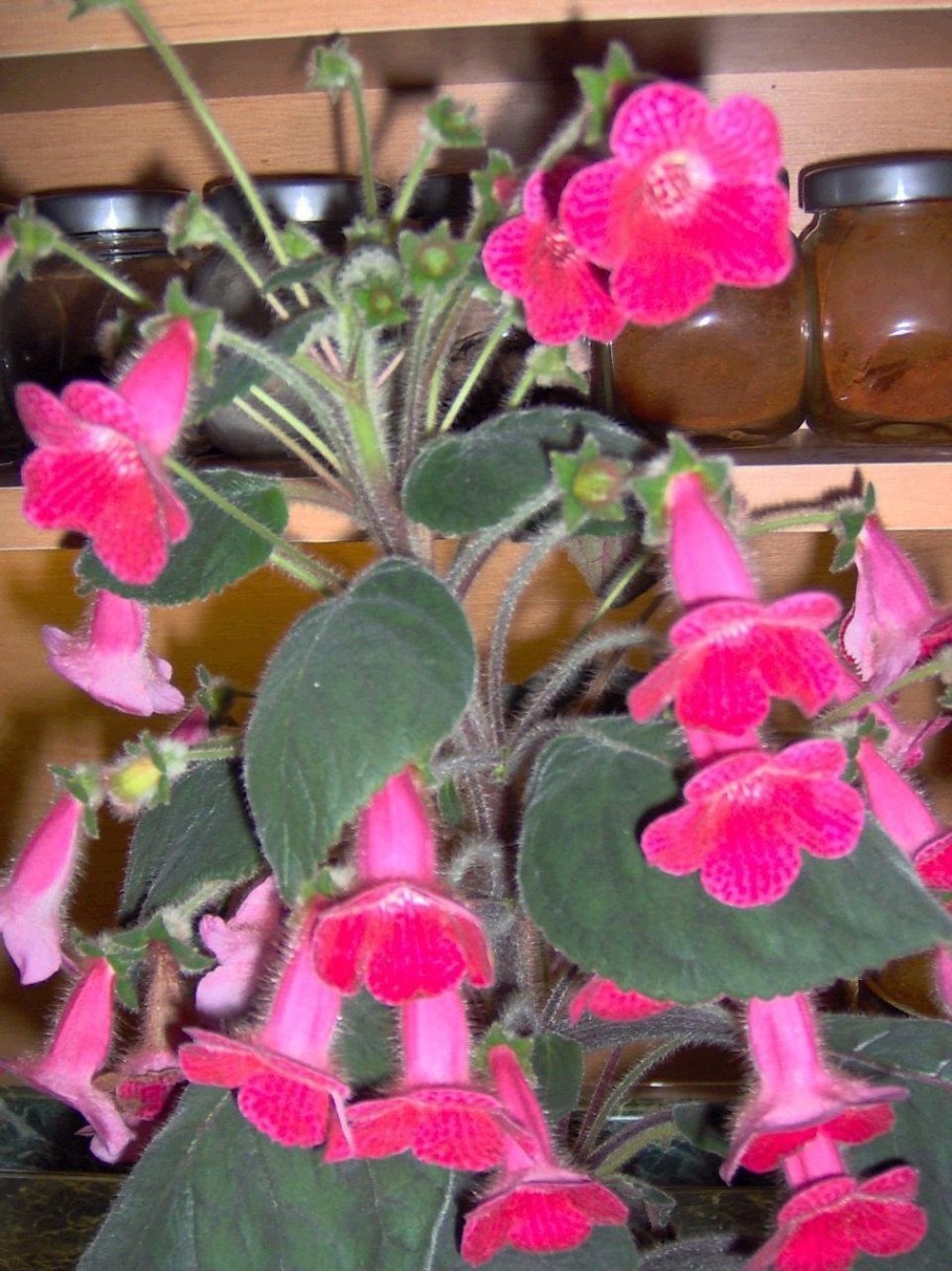 Плектрантус фиолетовый