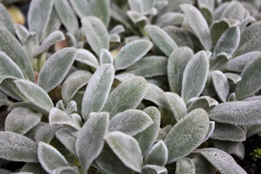 Чистец стахис